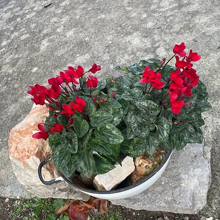 فيلا Il Trullo Di Nonno Licchio ألبيروبيللو المظهر الخارجي الصورة