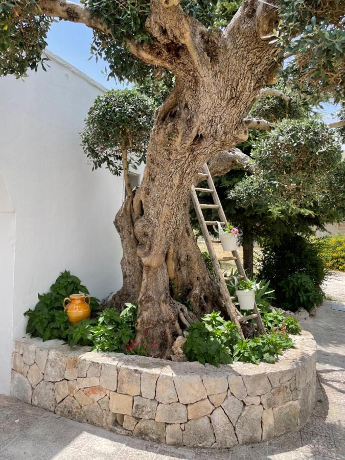 فيلا Il Trullo Di Nonno Licchio ألبيروبيللو المظهر الخارجي الصورة