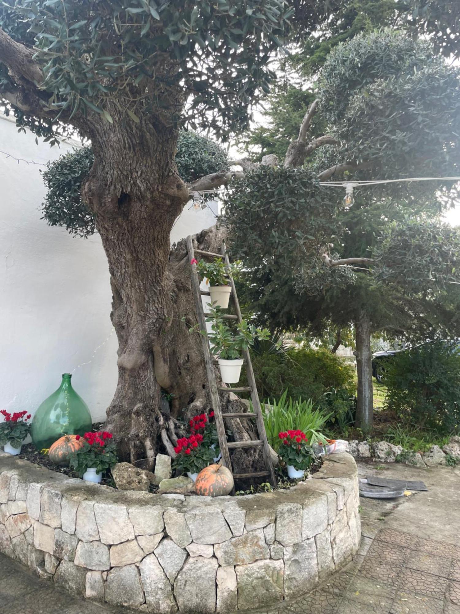 فيلا Il Trullo Di Nonno Licchio ألبيروبيللو المظهر الخارجي الصورة